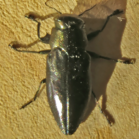 Chrysobothris dorsata